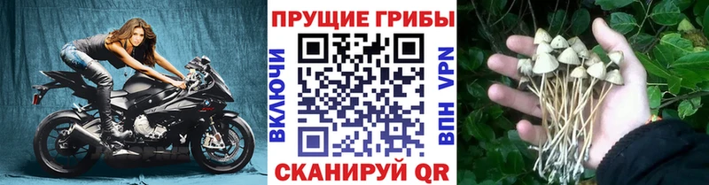 купить закладку  Навашино  Галлюциногенные грибы мицелий 